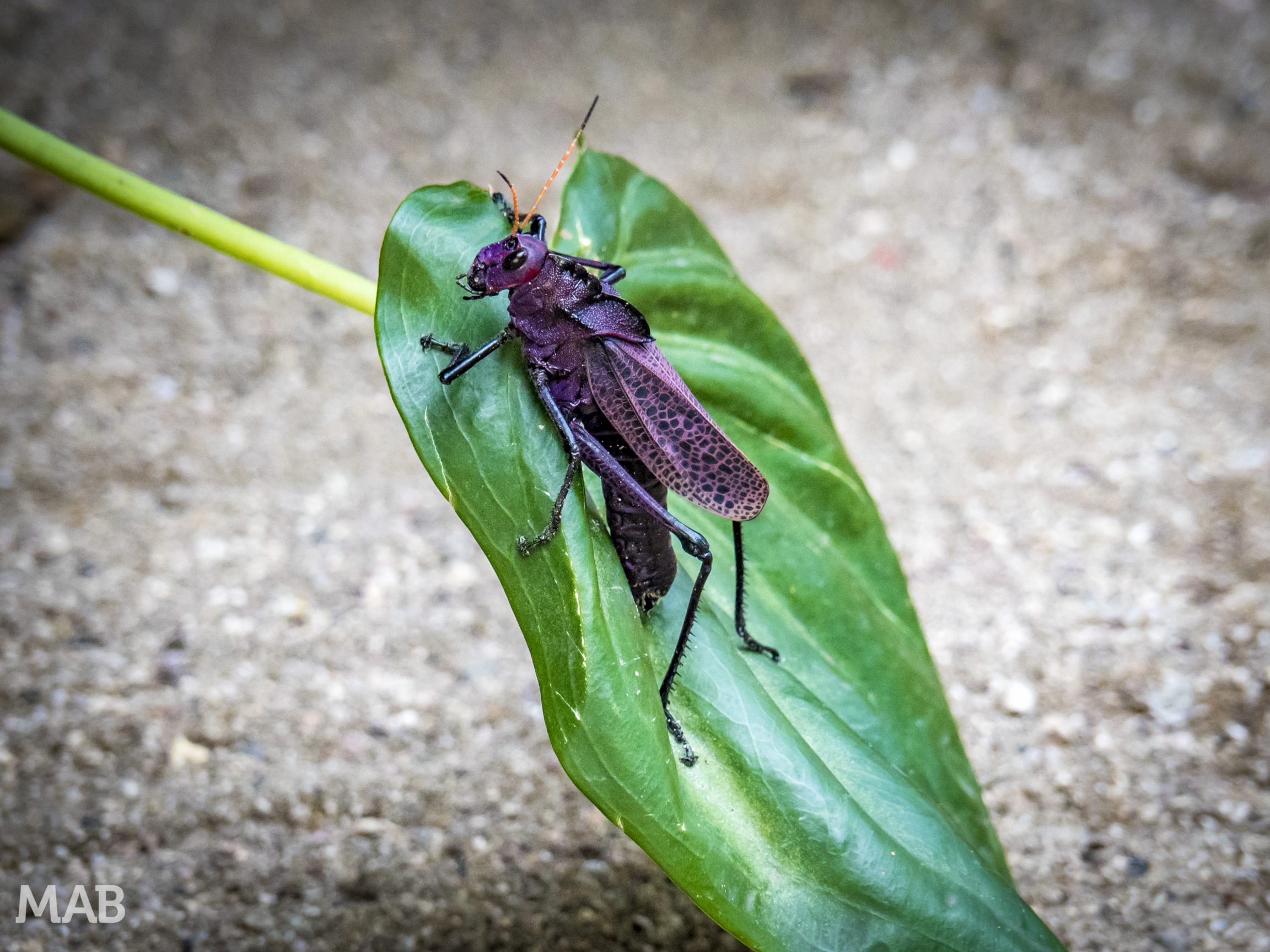 Huge Purple Grasshopper 2