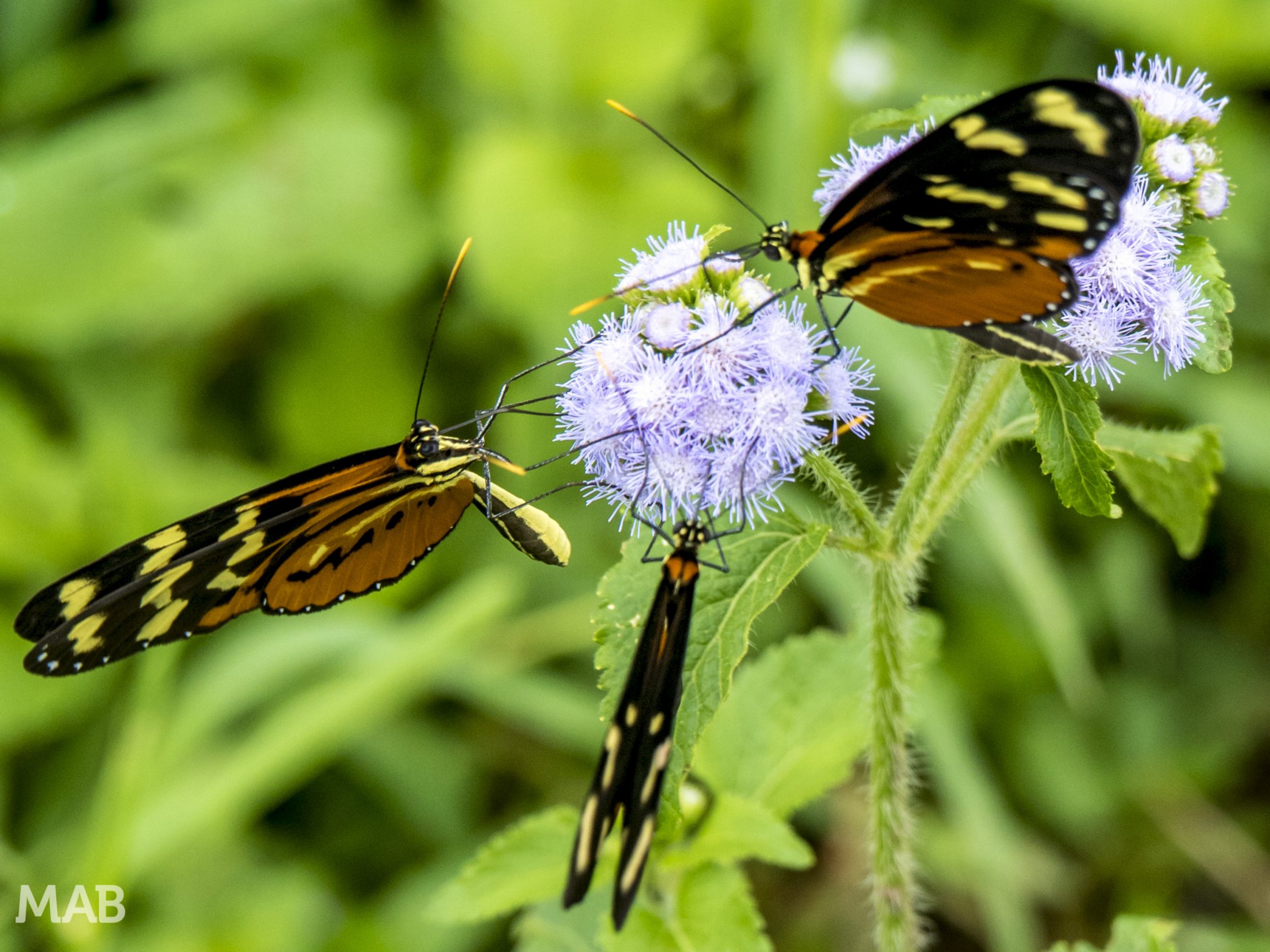3 Butterflies