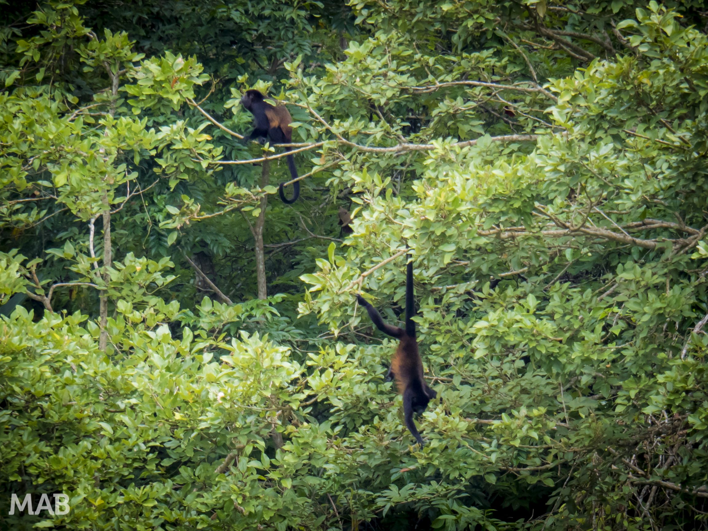 Growler Monkeys