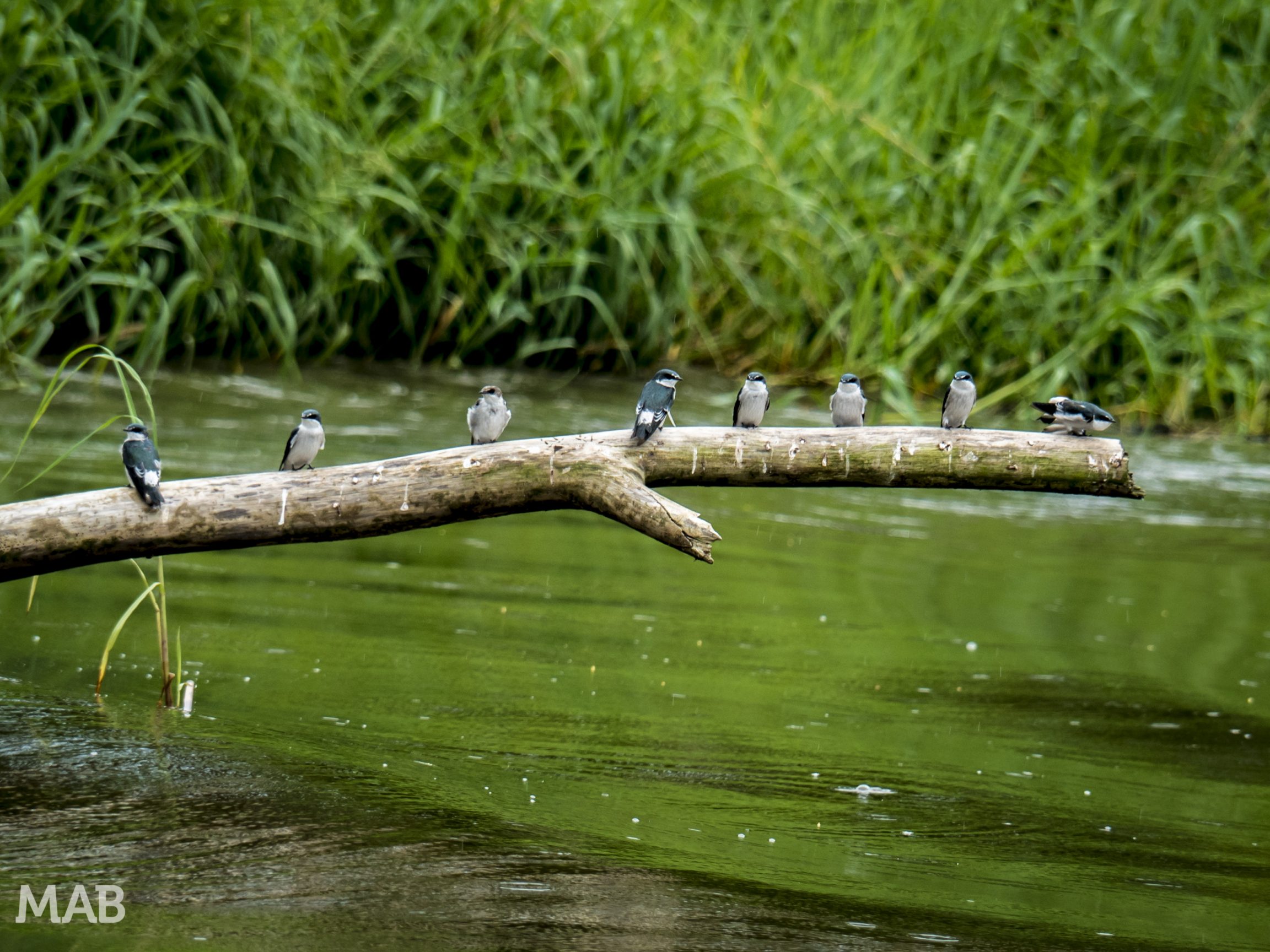 Birds on a Log