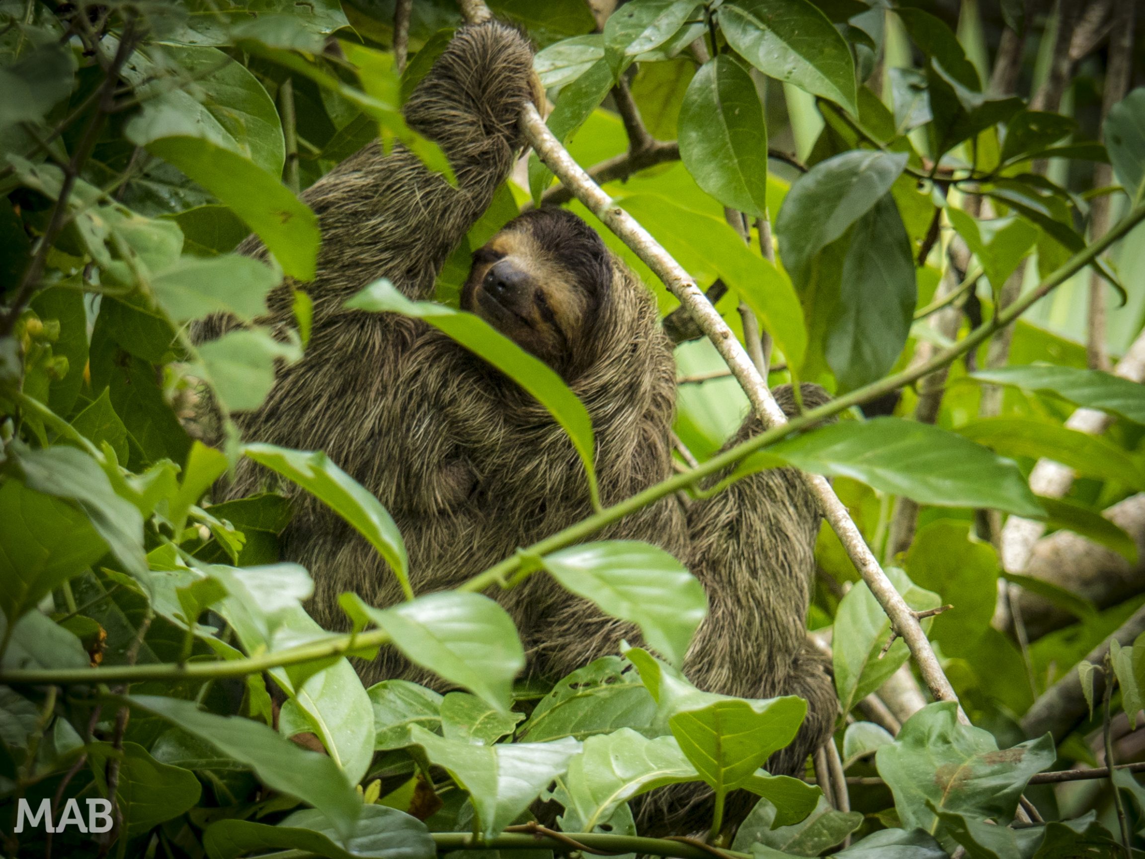 Happy Three-Toed Sloth
