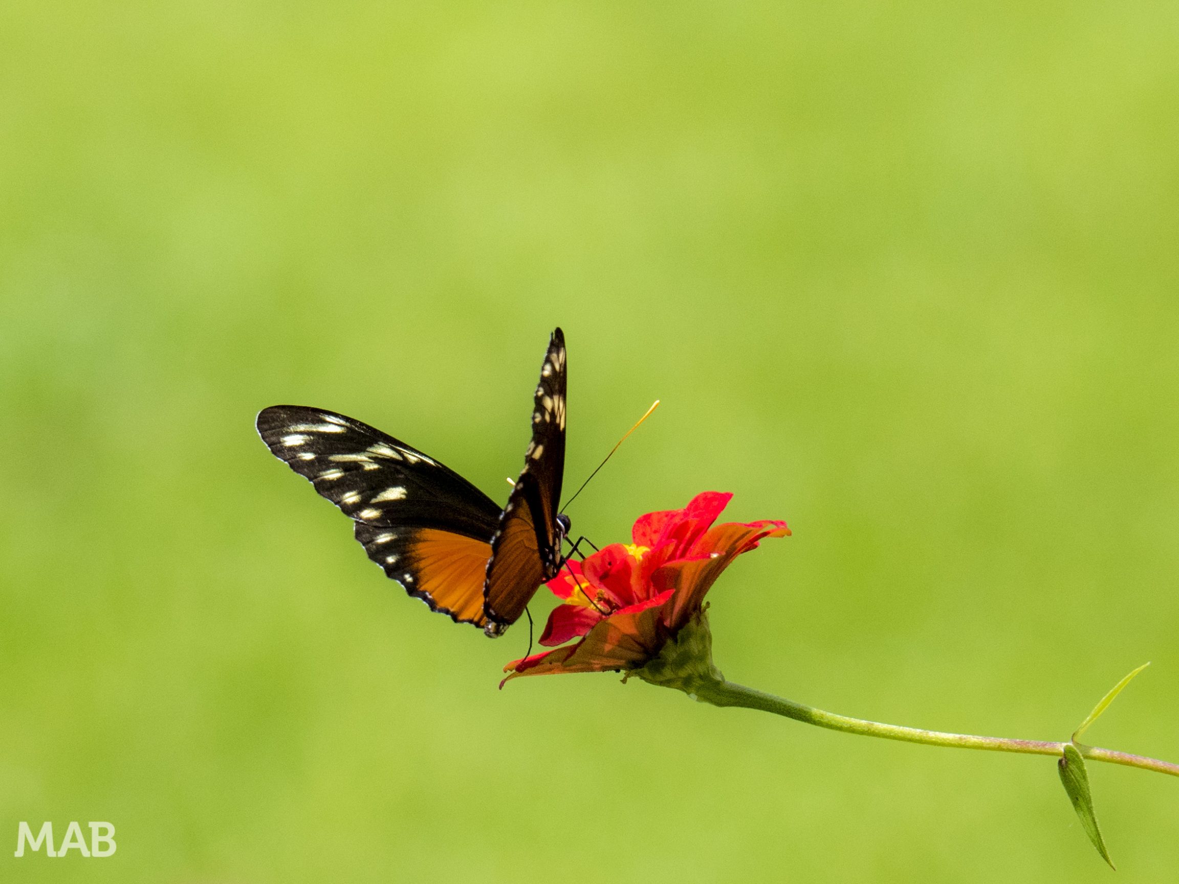 A Butterfly on a Flower