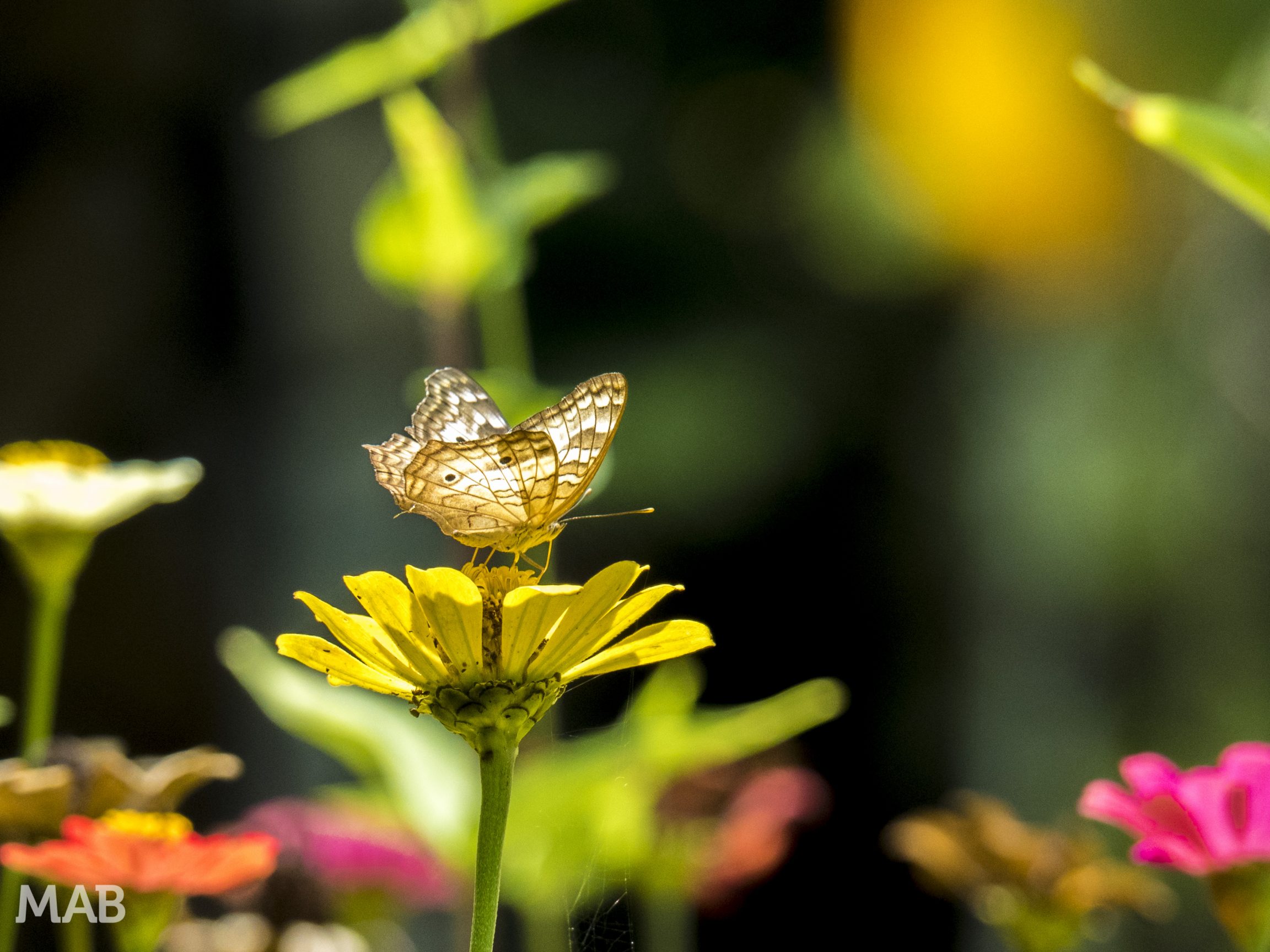 A Butterfly on a Flower 2