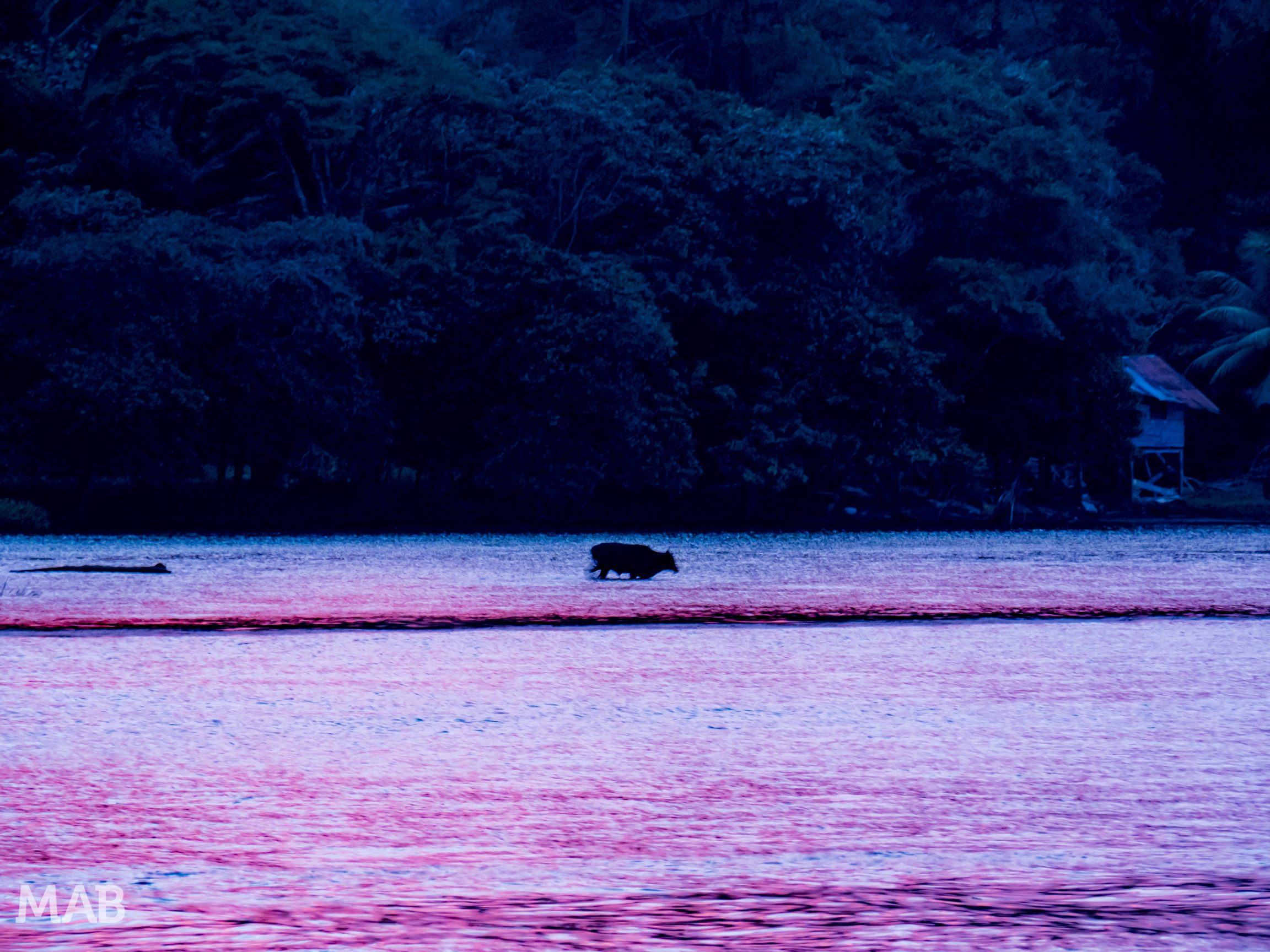 Aquatic Cow at Sunset