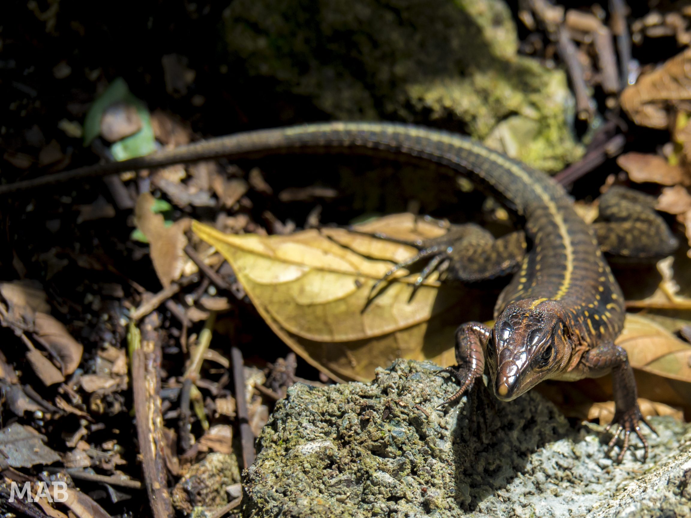 And Another Lizard