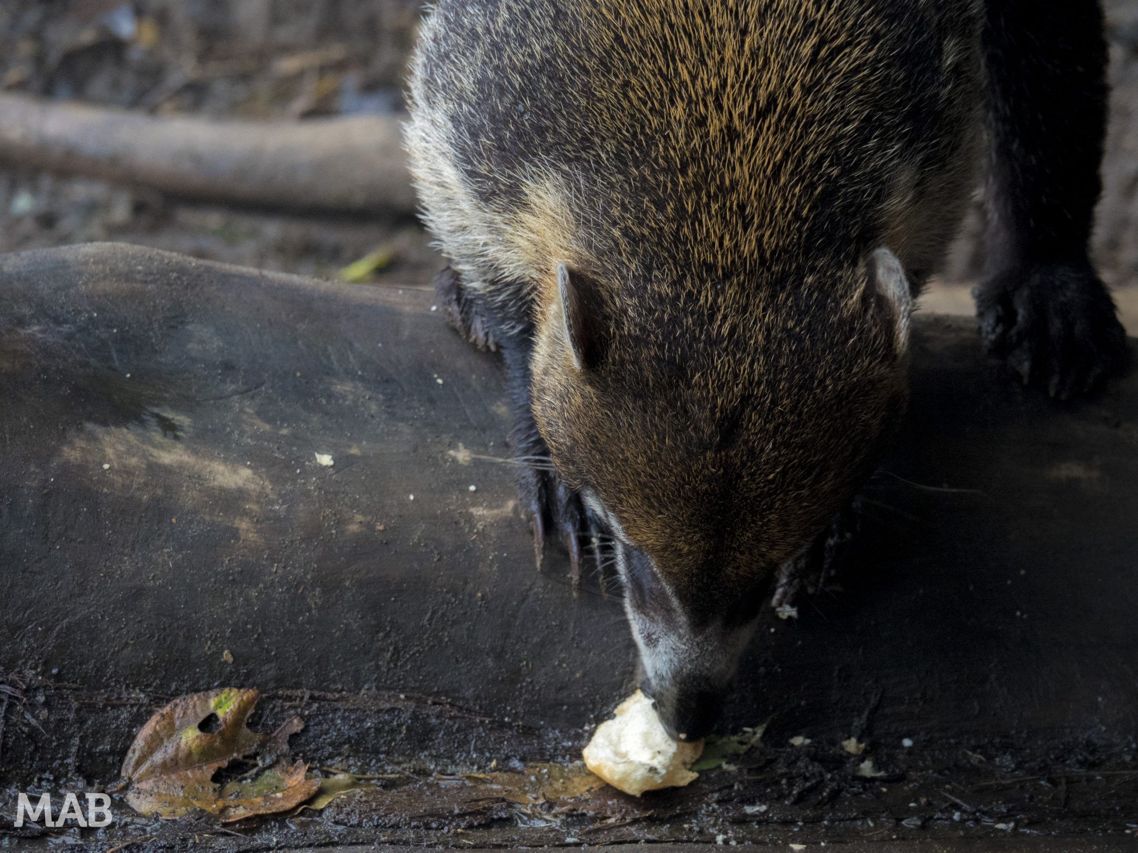 Coatimundi