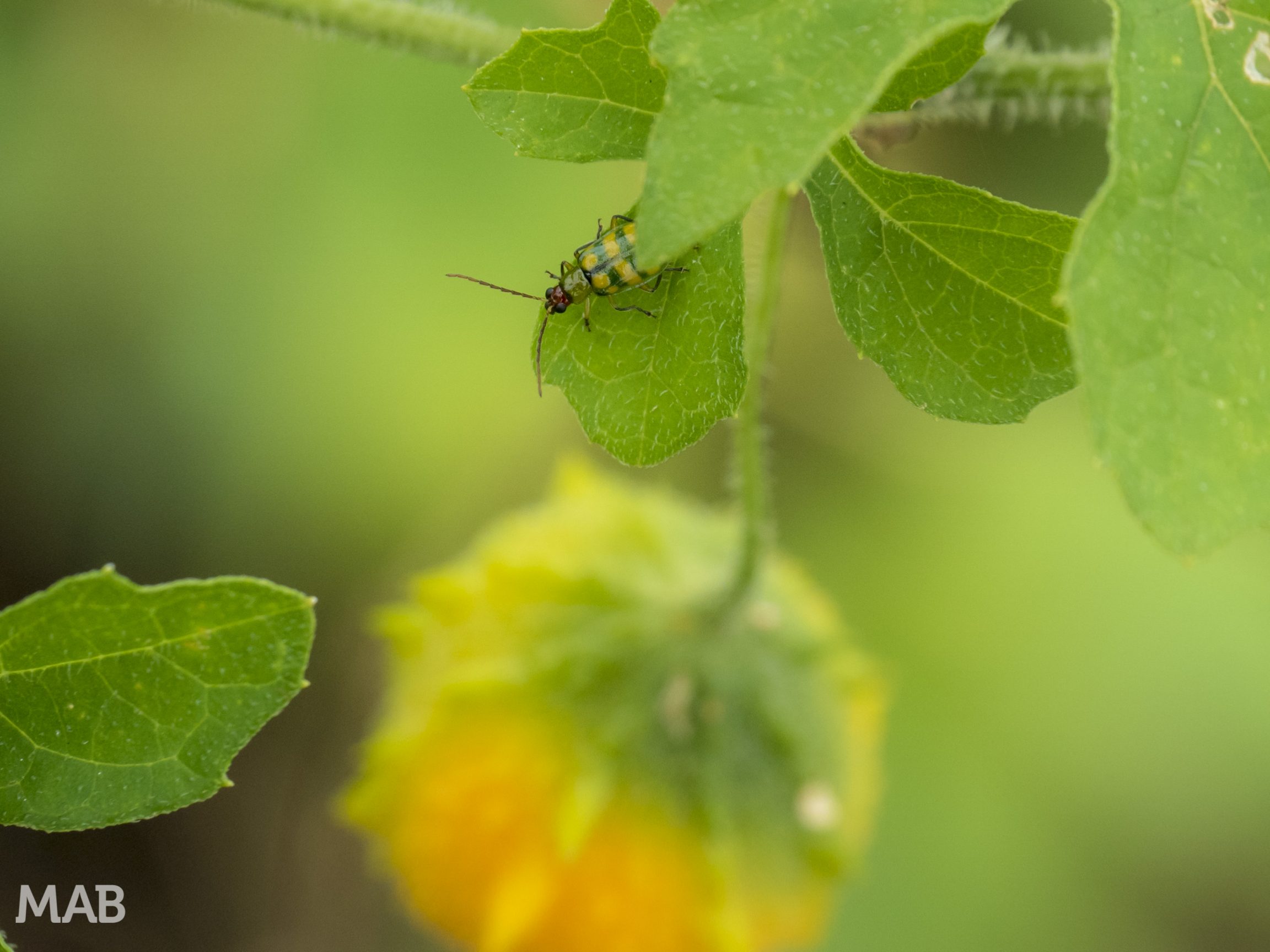 Bug and his Fruit