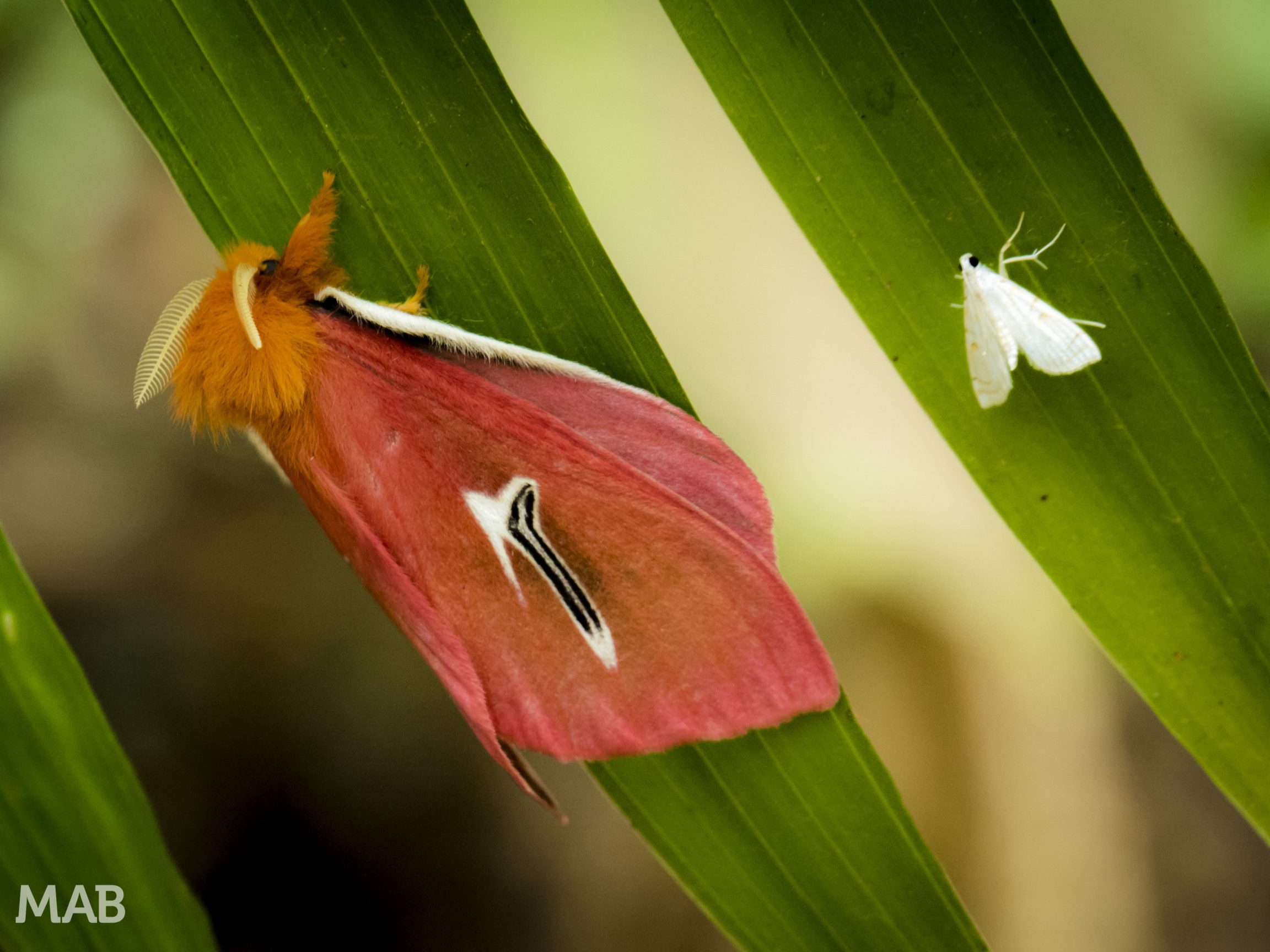 Moths on a leaf