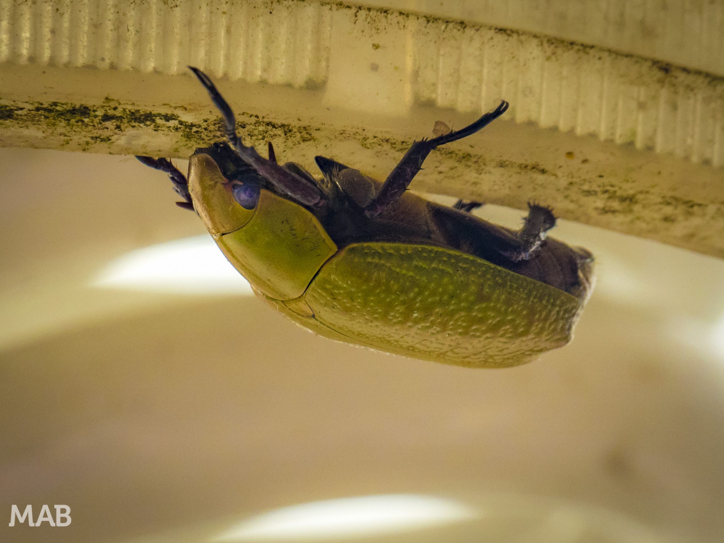 Big Green Beatle