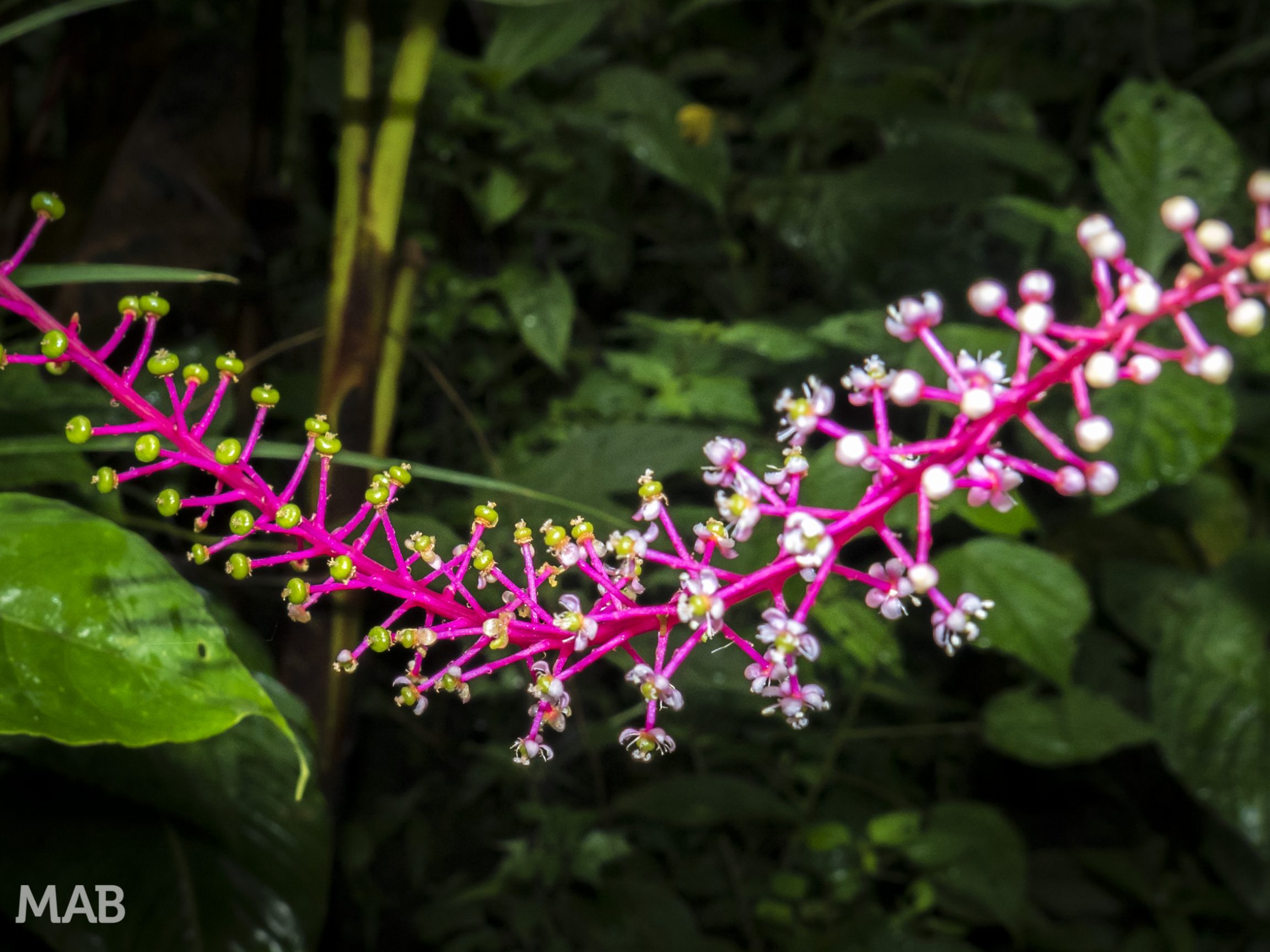 Pink and White Flower