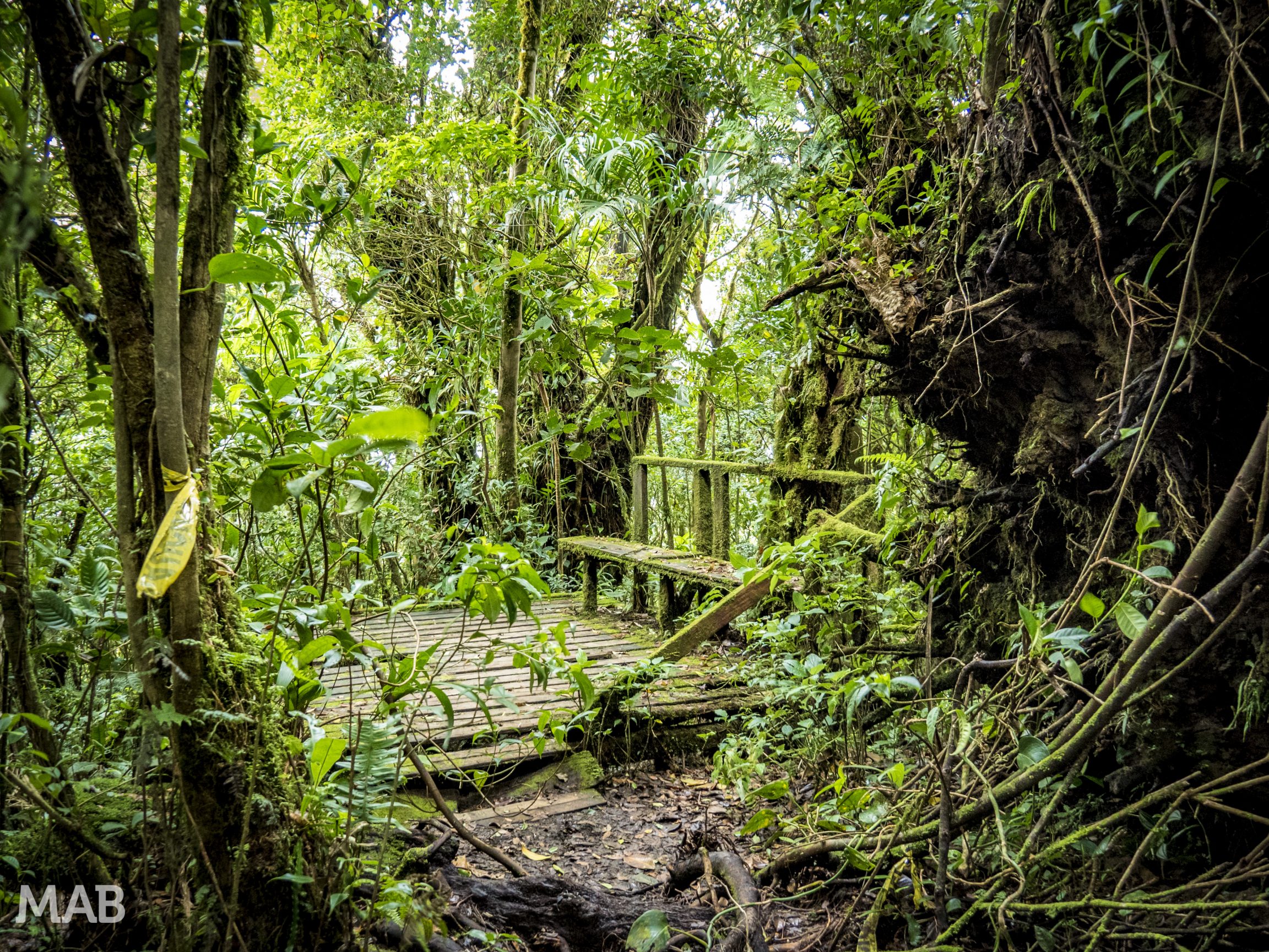 Abandoned Jungle Lookout