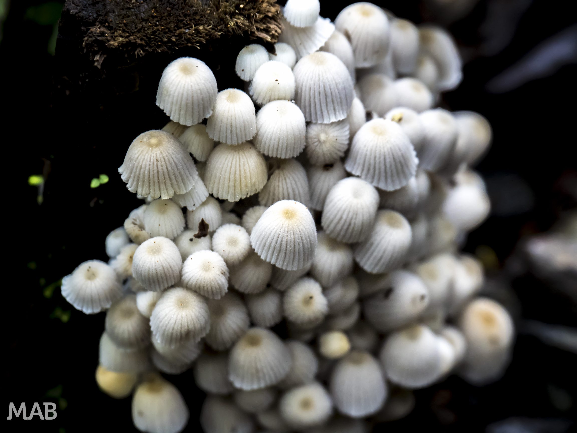 Mushroom Cluster