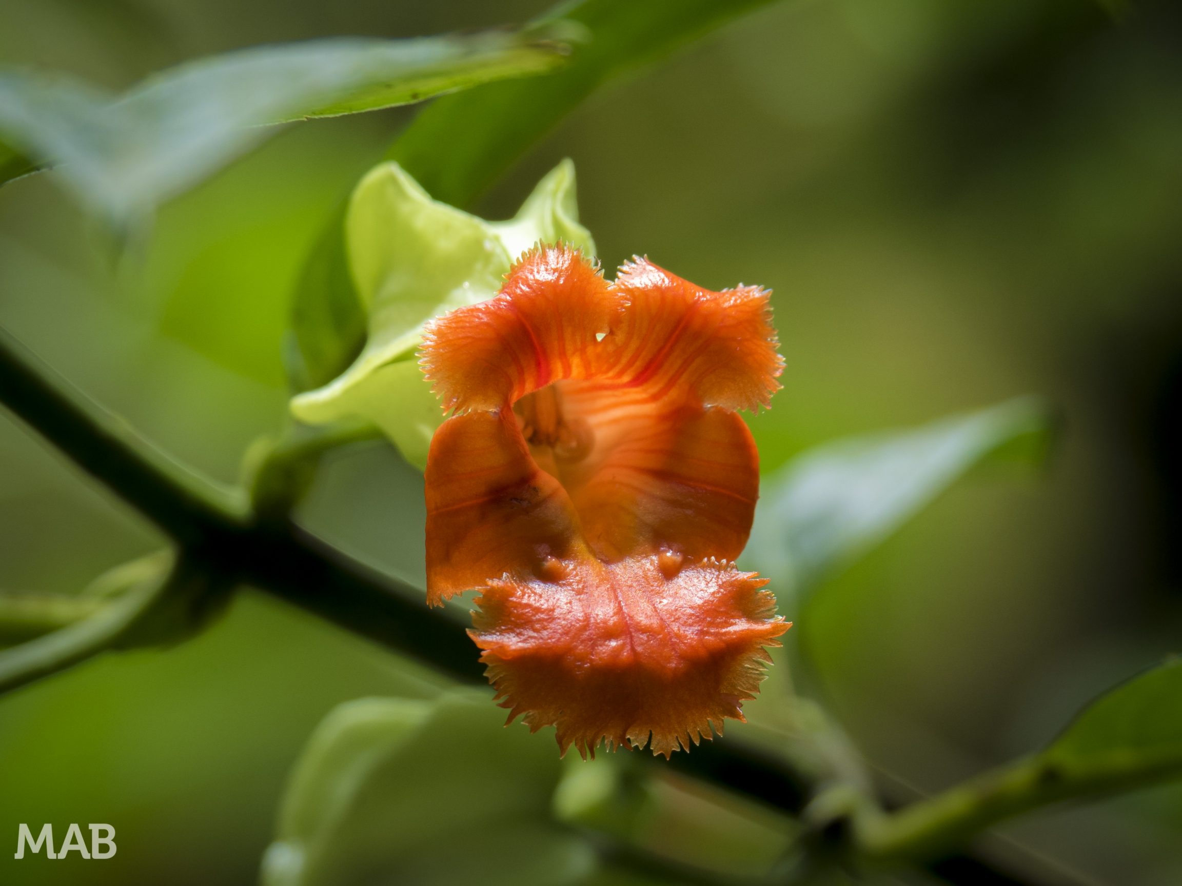 Big Lipped Flower