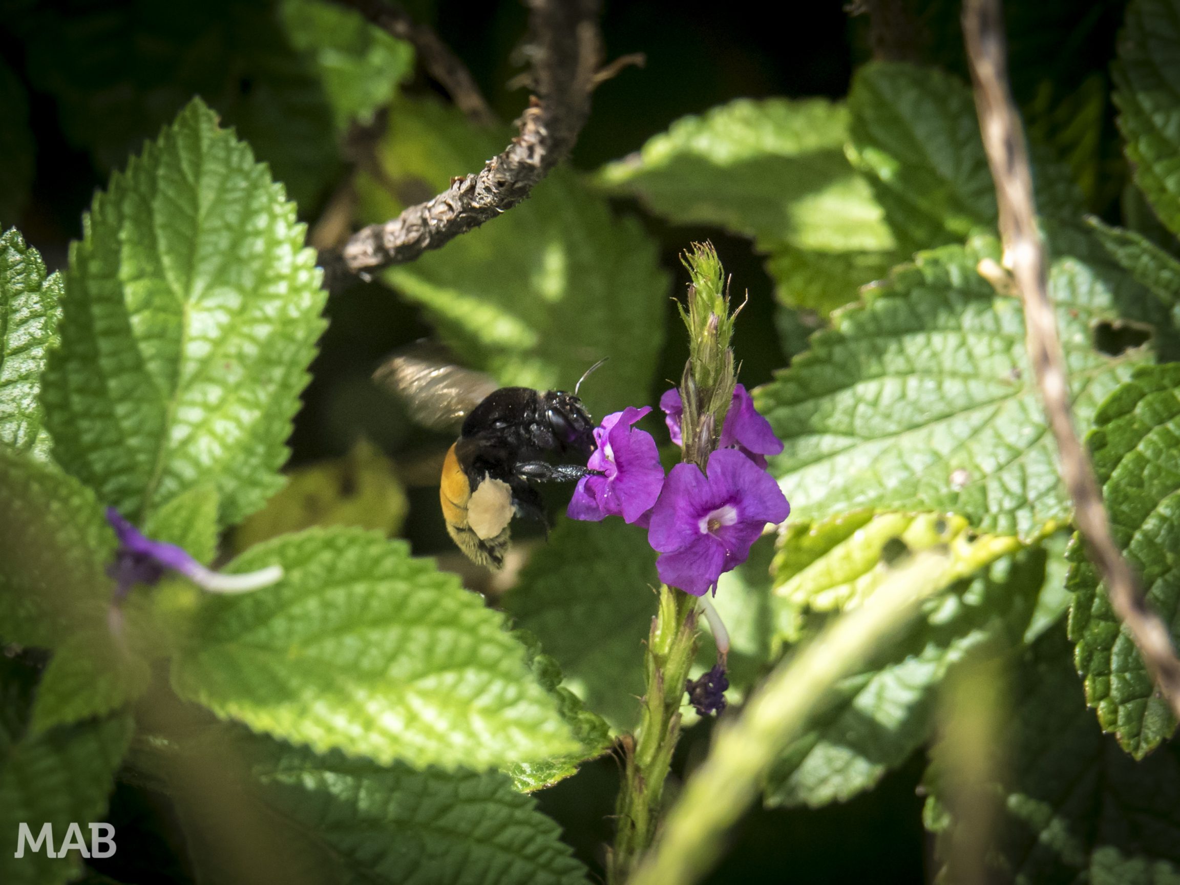 Bumblebee at Work