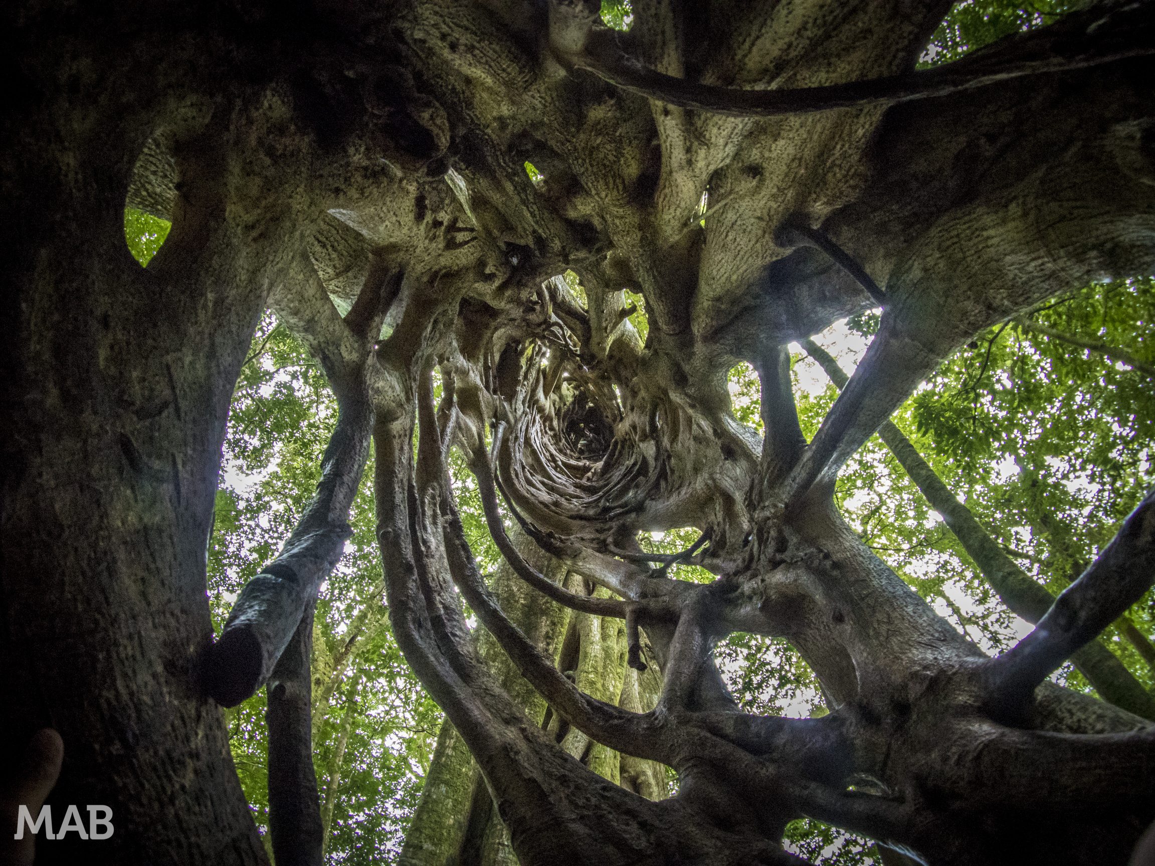 Strangler Fig
