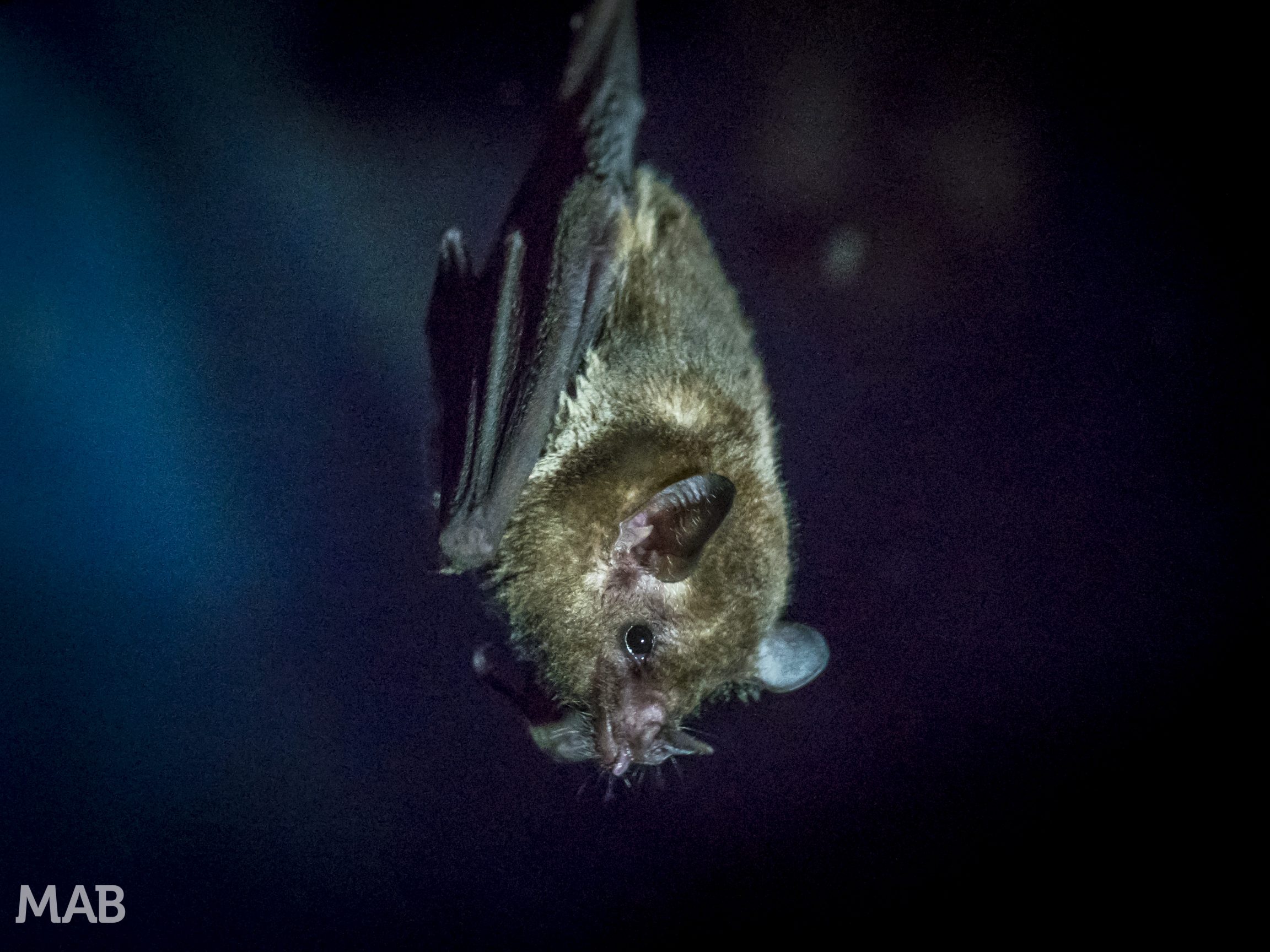 Little Bats 1