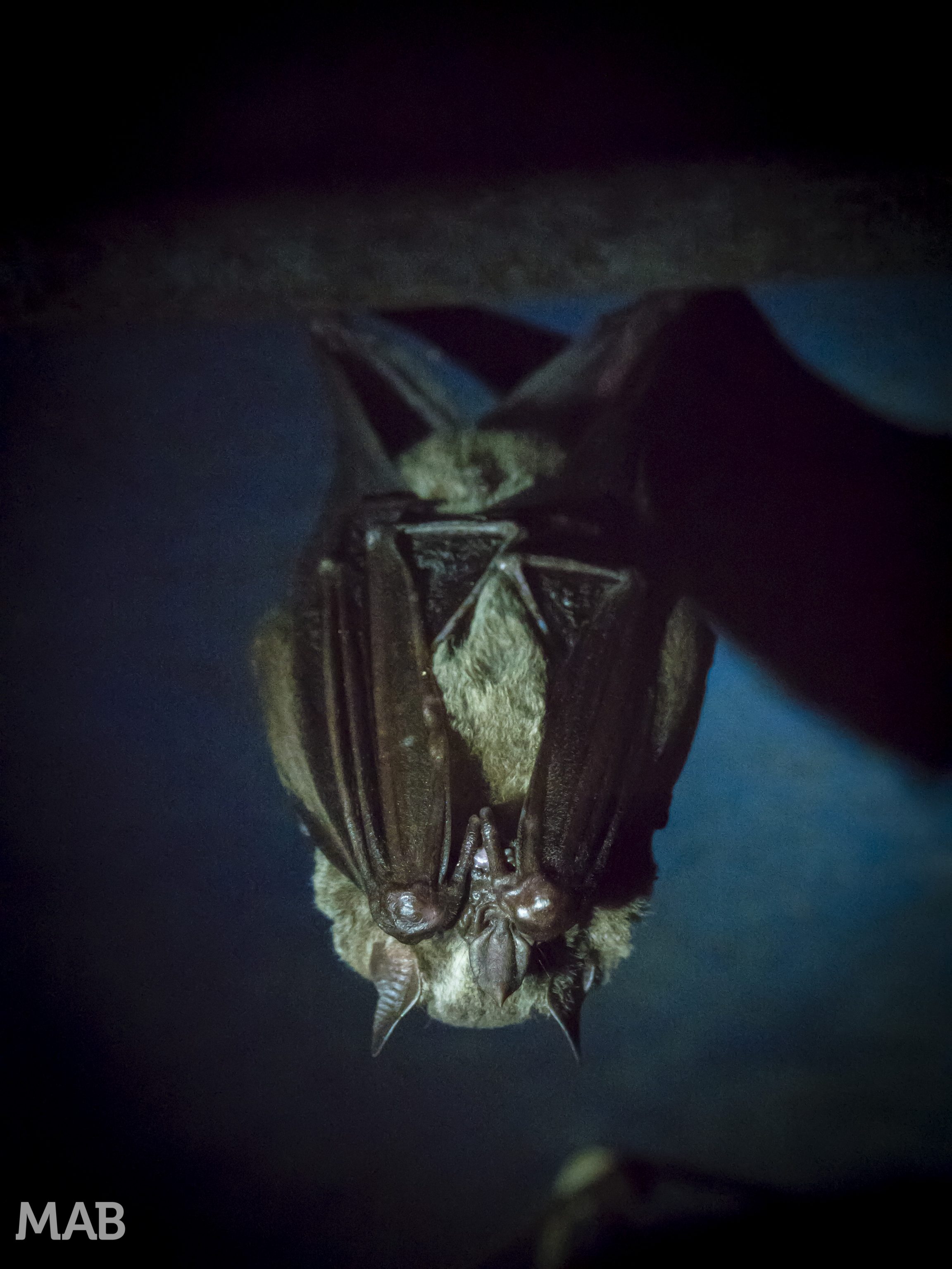 Little Bats 2