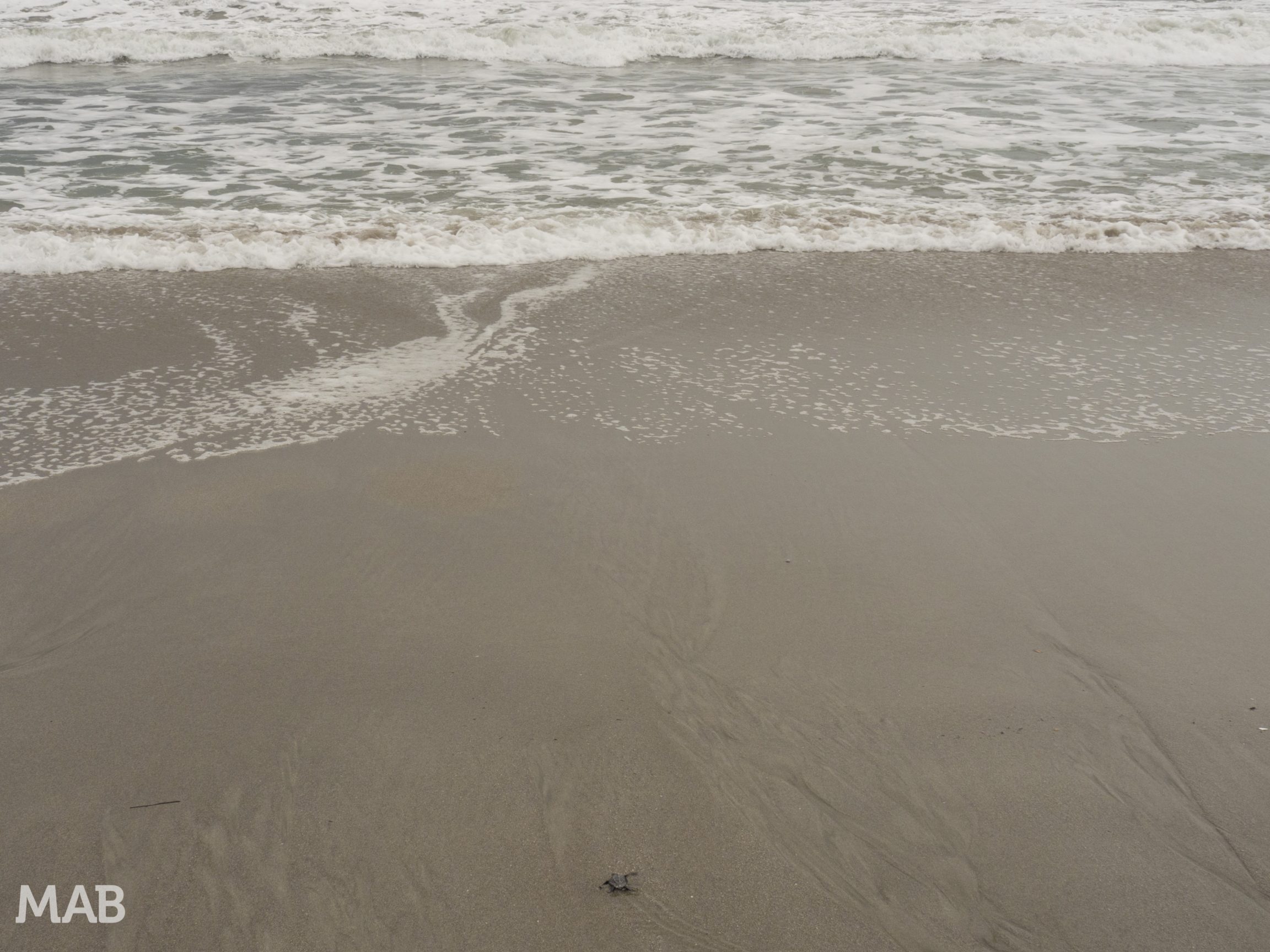 Baby Turtle on it's Way