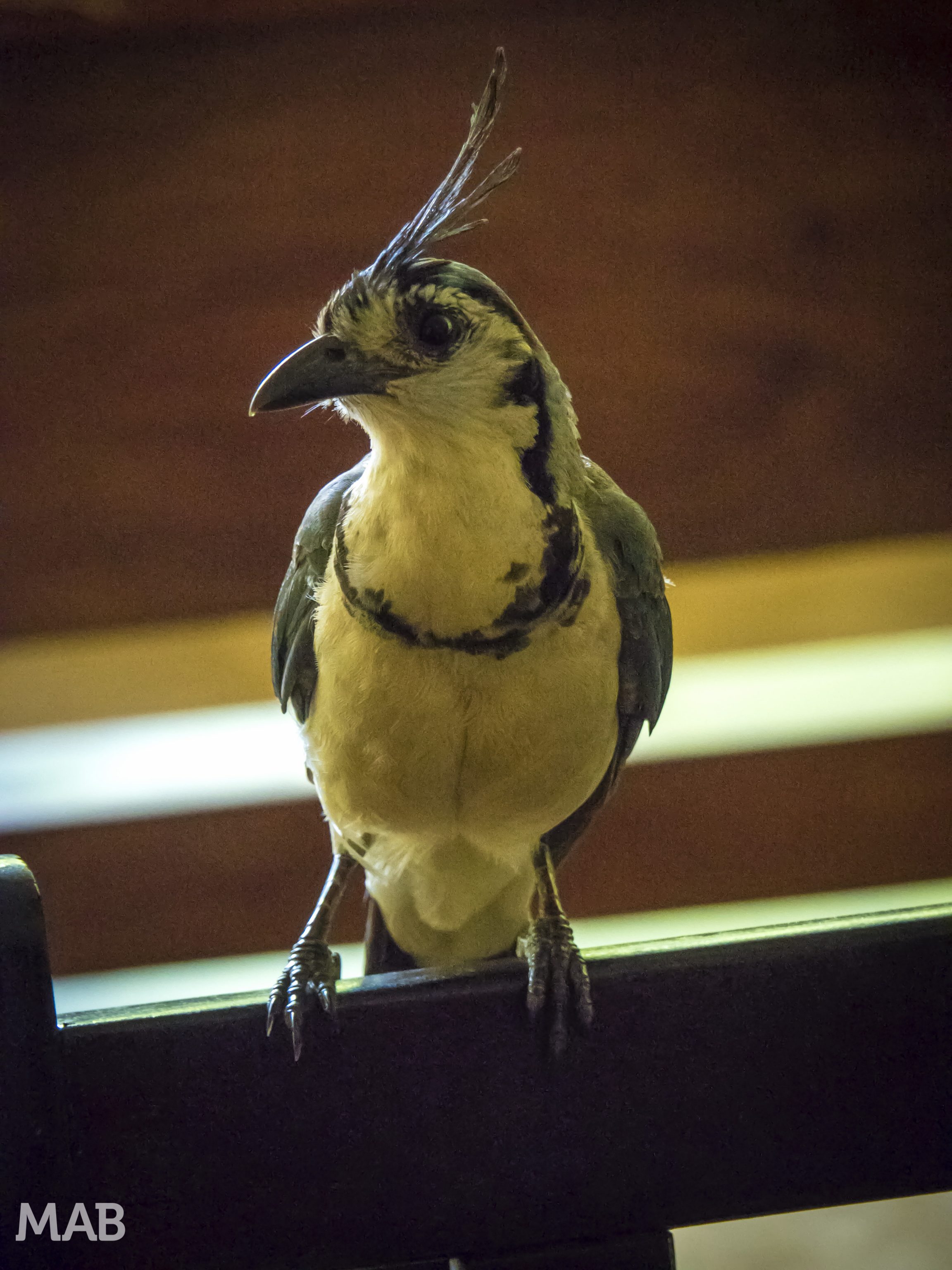Annoying Birds of Montezuma