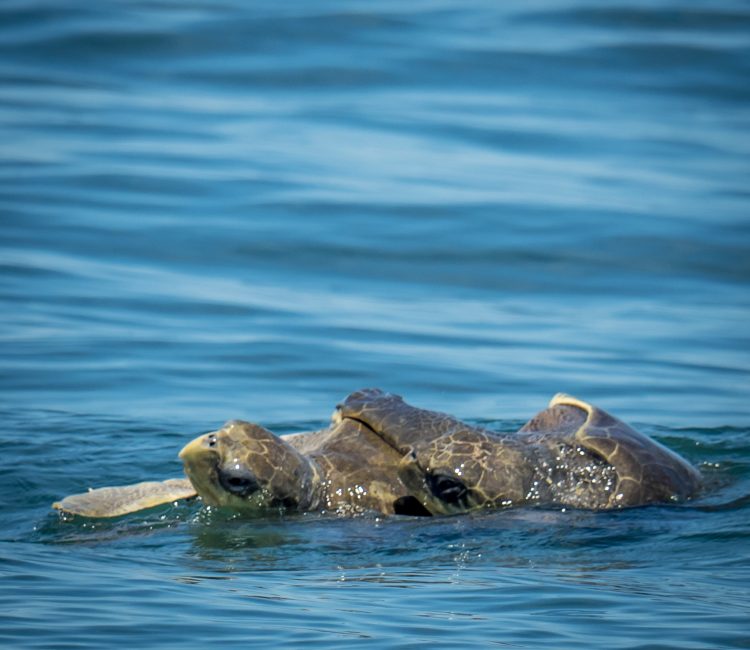 Costa Rica Featured Turtles