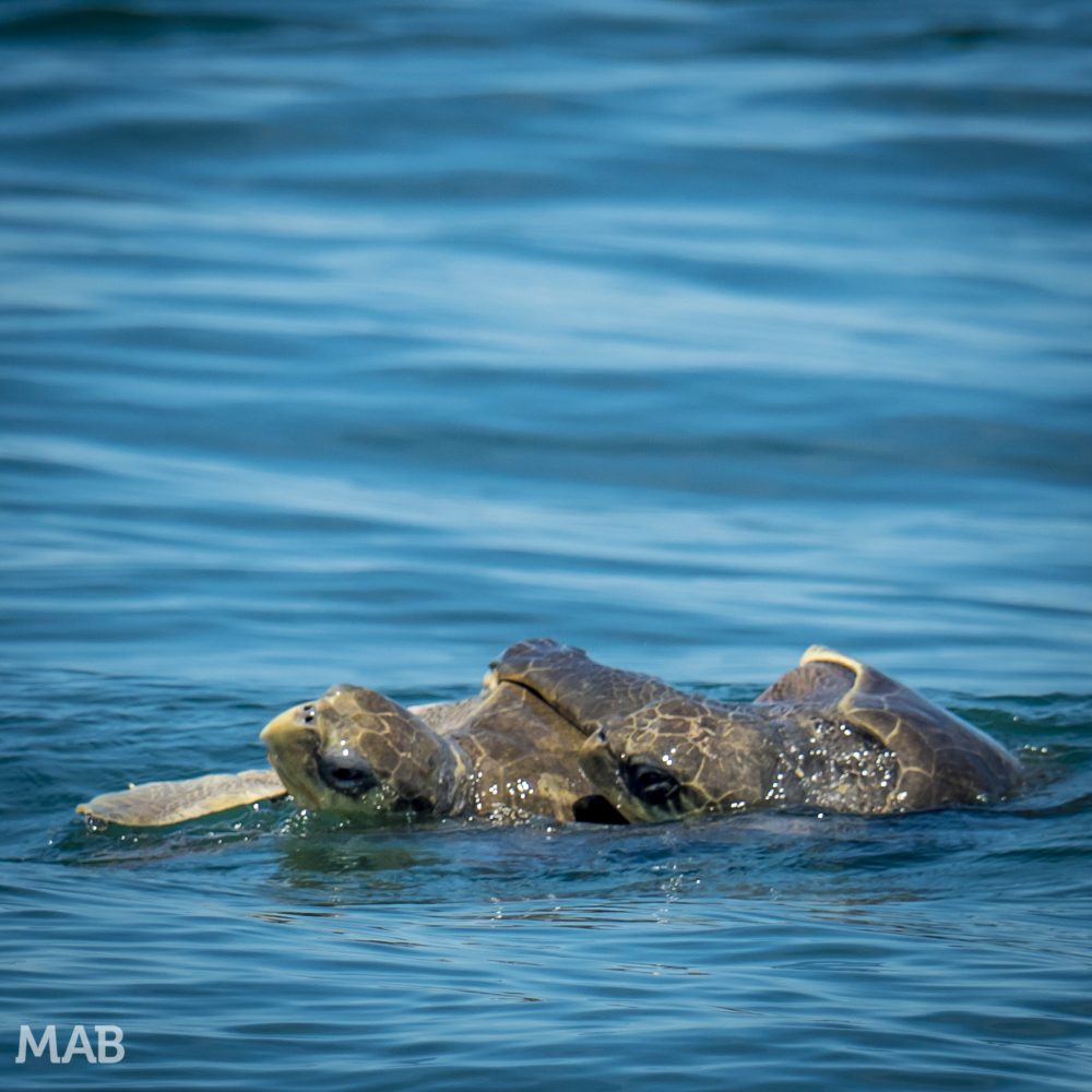 Costa Rica Featured Turtles