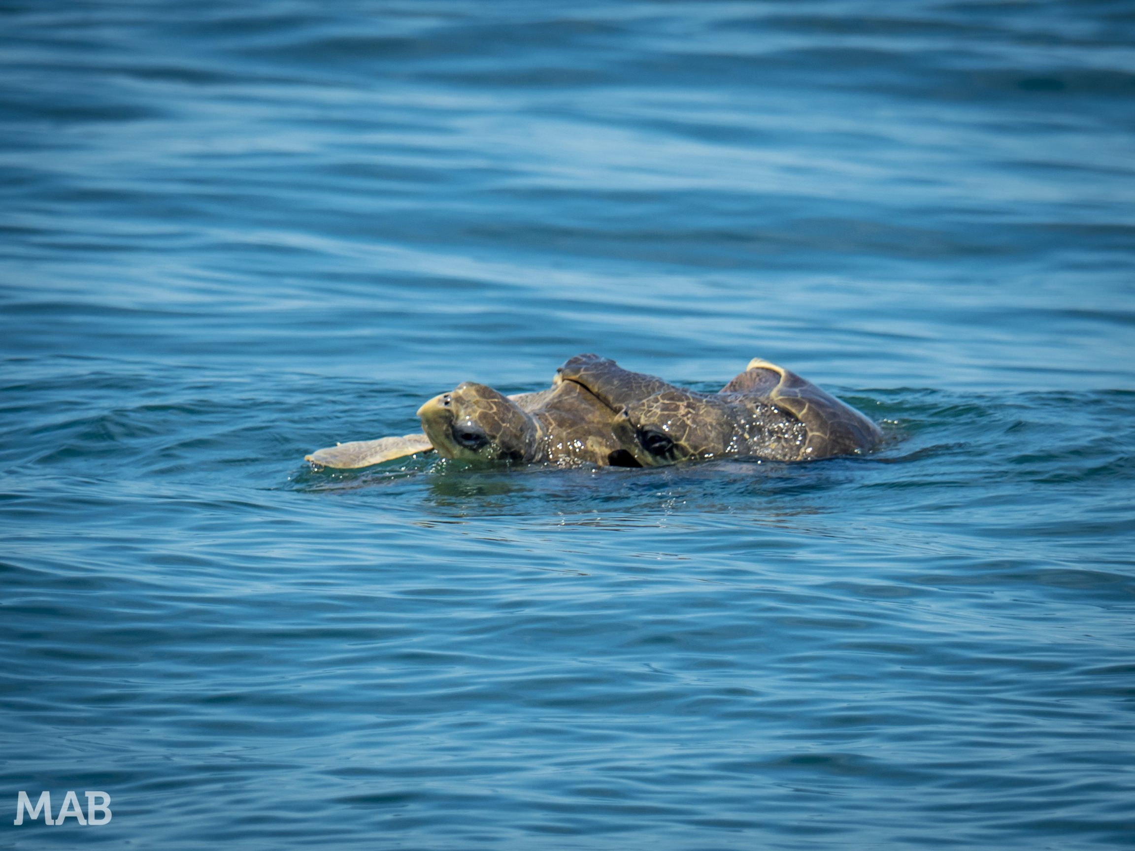 Mating Turtles