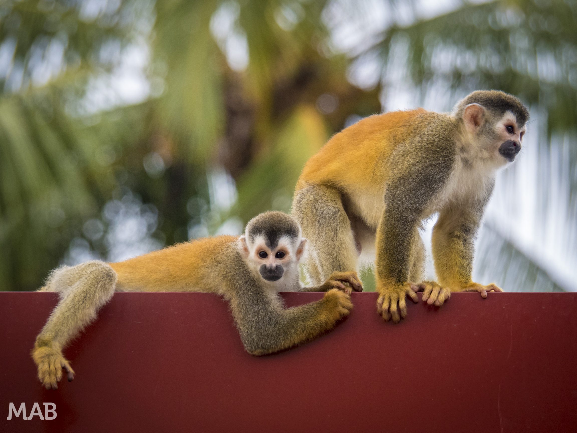 Squirrel Monkeys