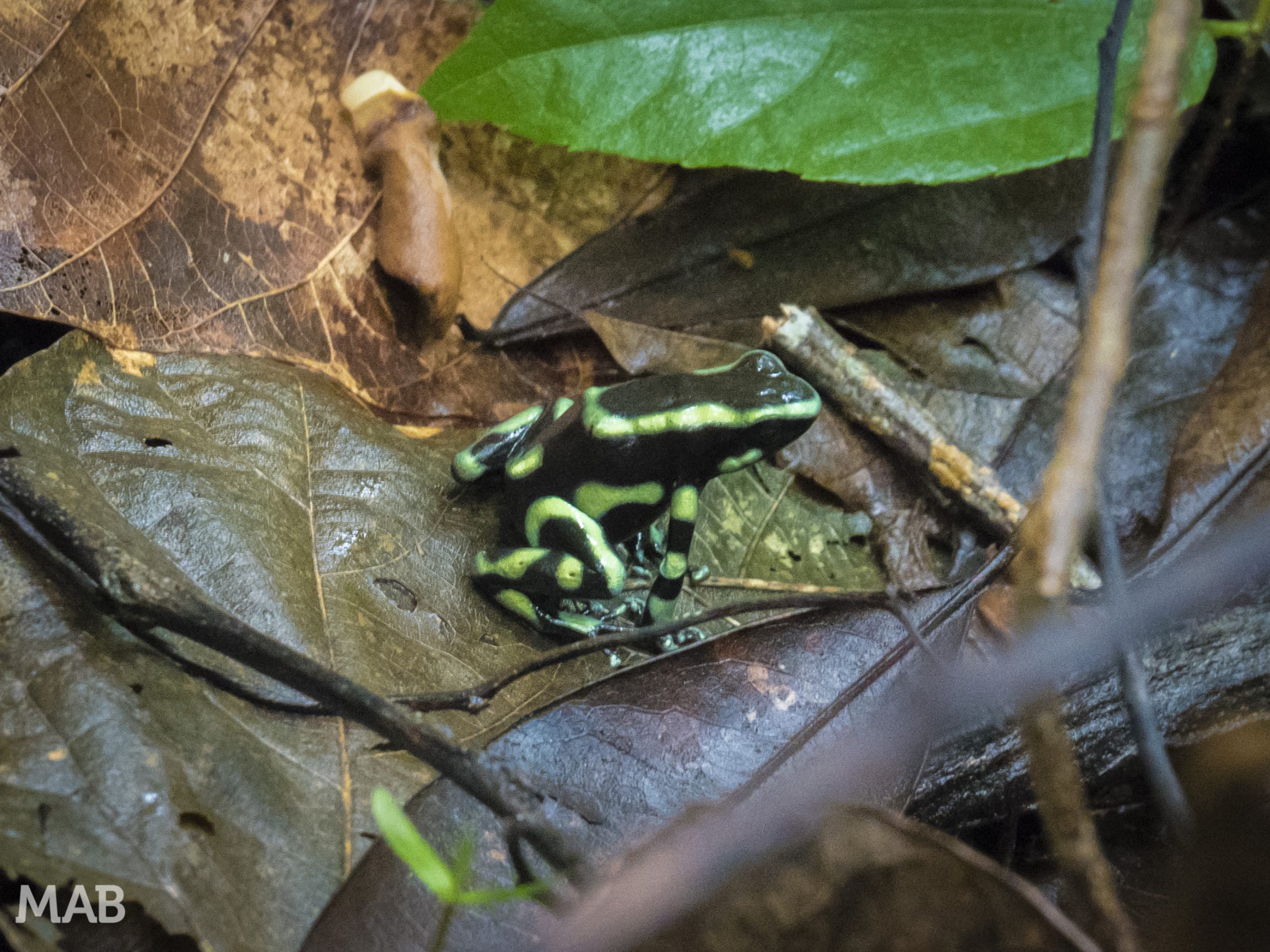 Another Frog