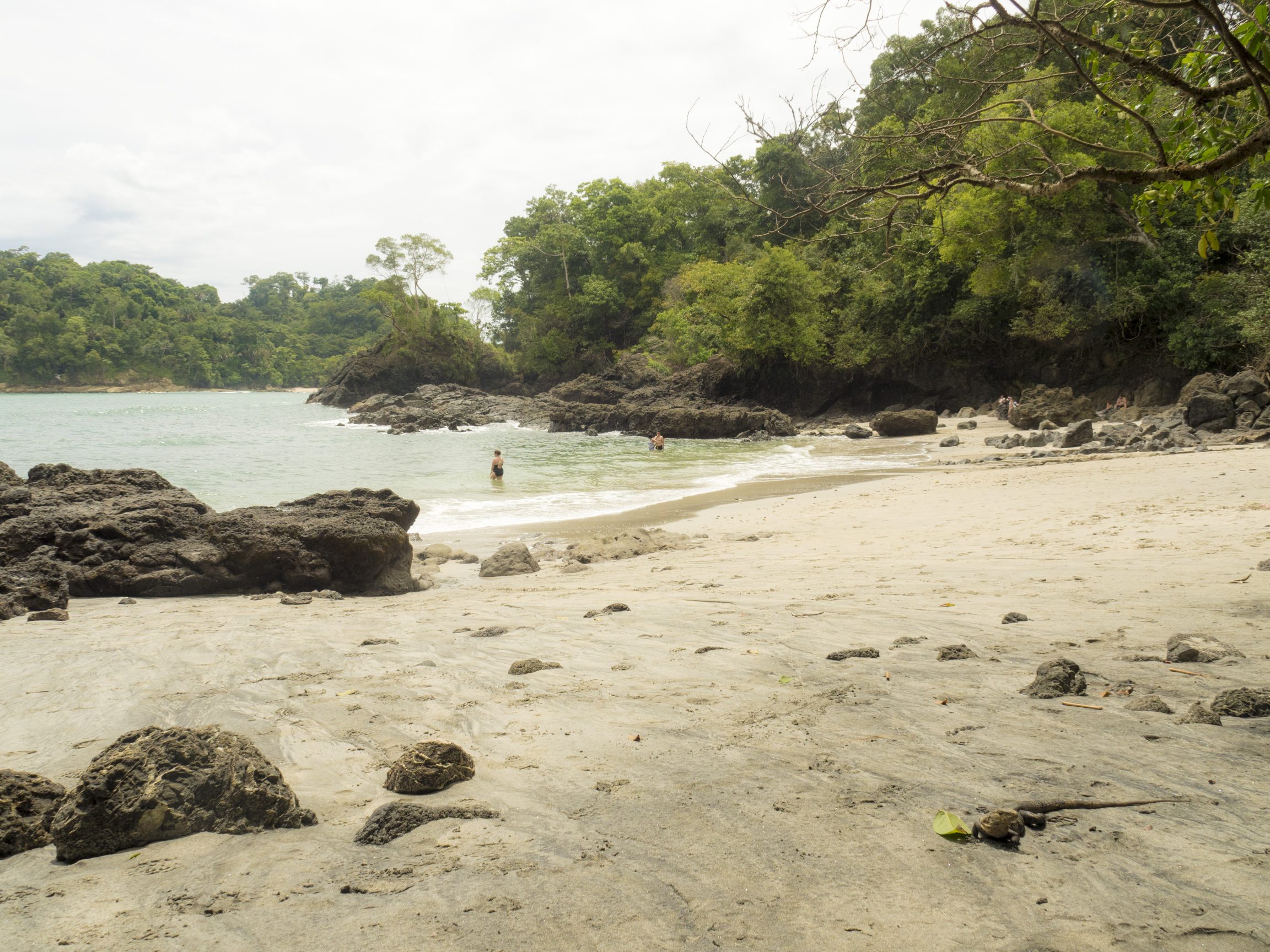 Iguana at the Beach