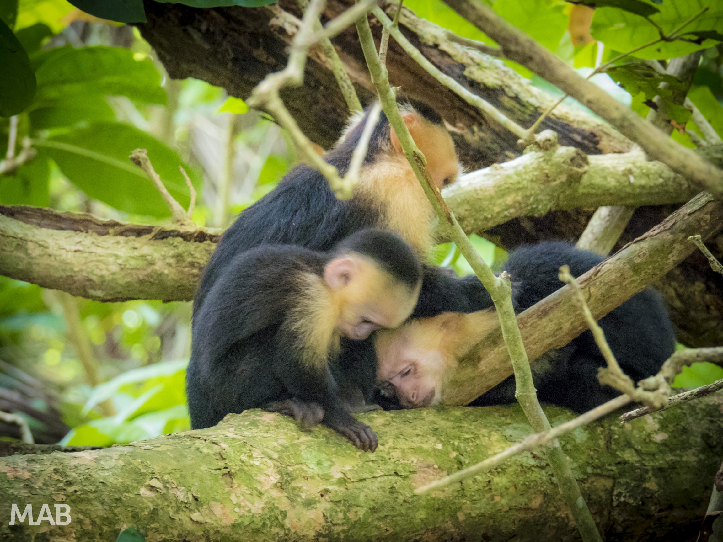 Capuchin Monkeys