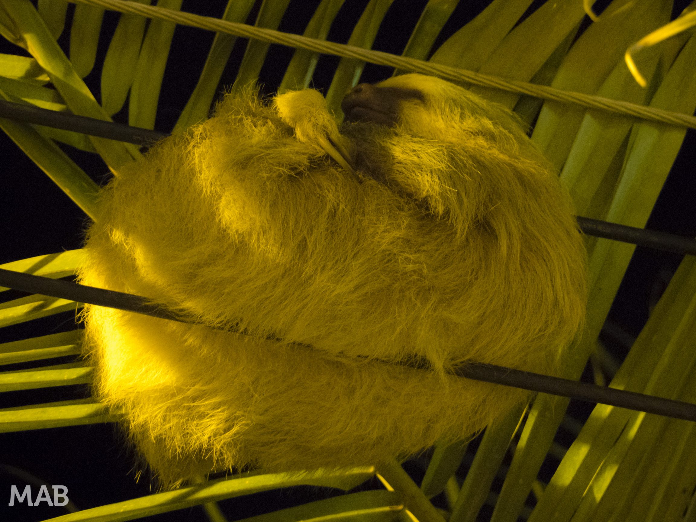 Sleeping Two-Toed Sloth
