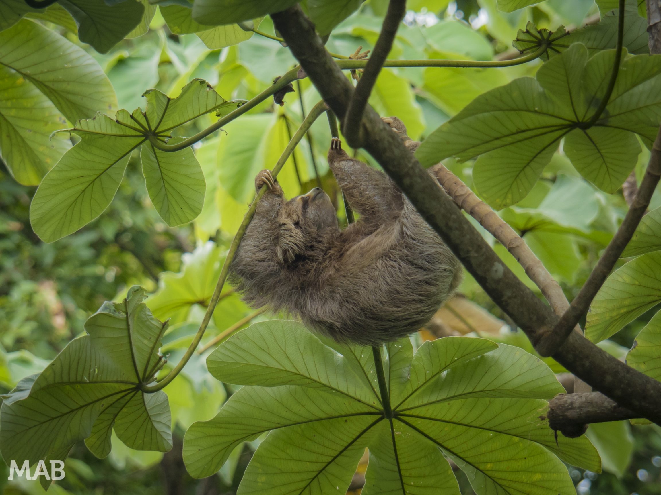 Three-Toed Sloth on the Move