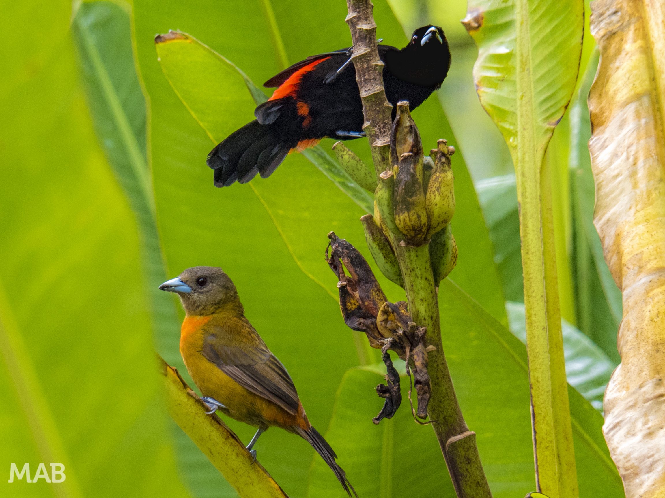 Male and Female Cherrie's Tanager