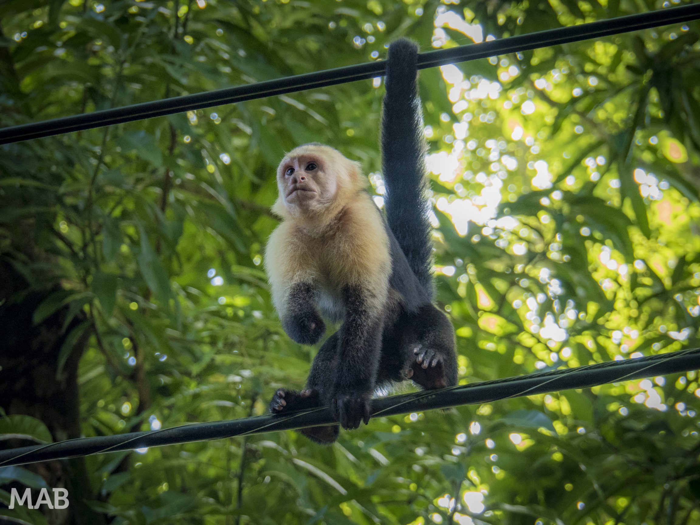 Capuchin Monkey Lost His Hand