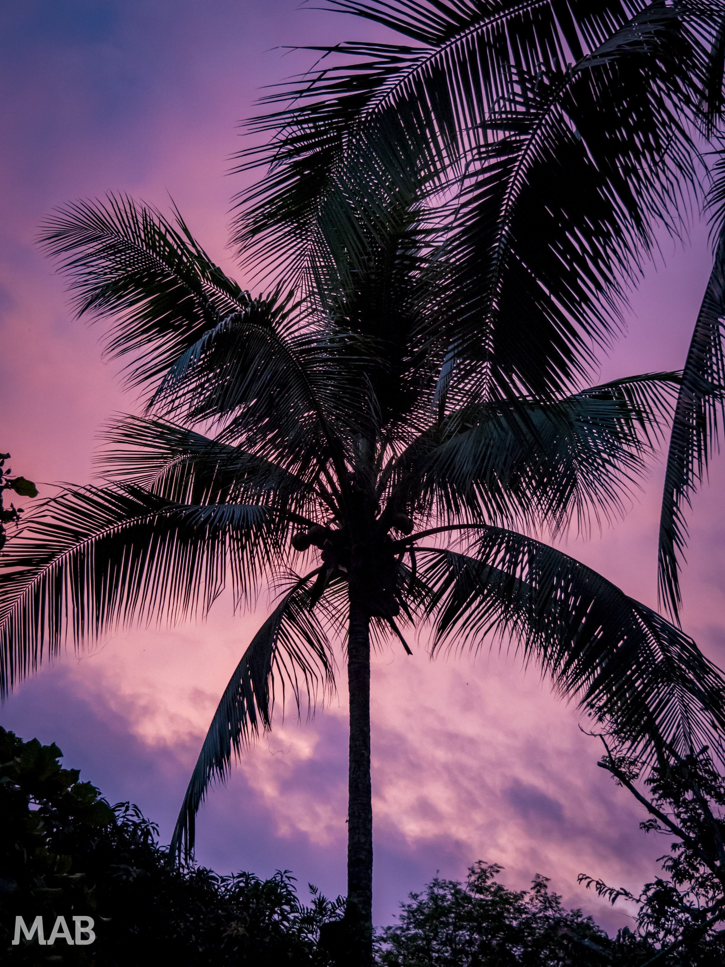 Palm Tree Sunset