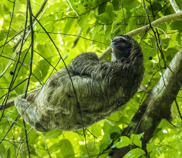 Panama Featured Sloth