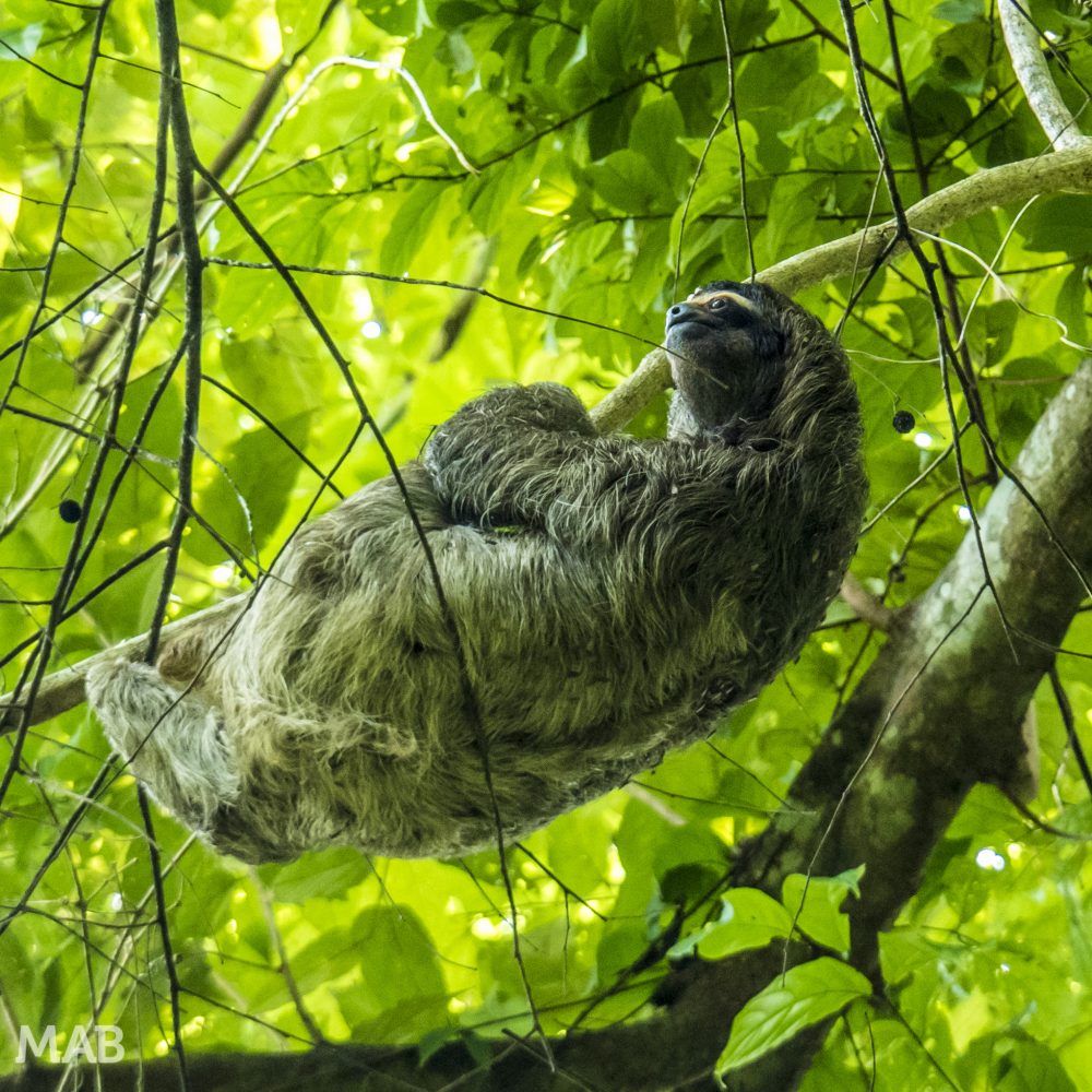 Panama Featured Sloth